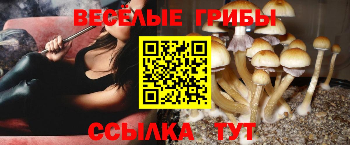Псилоцибиновые грибы Psilocybe  Вход с VPN  Выкса  Галлюциногенные грибы ЛСД 